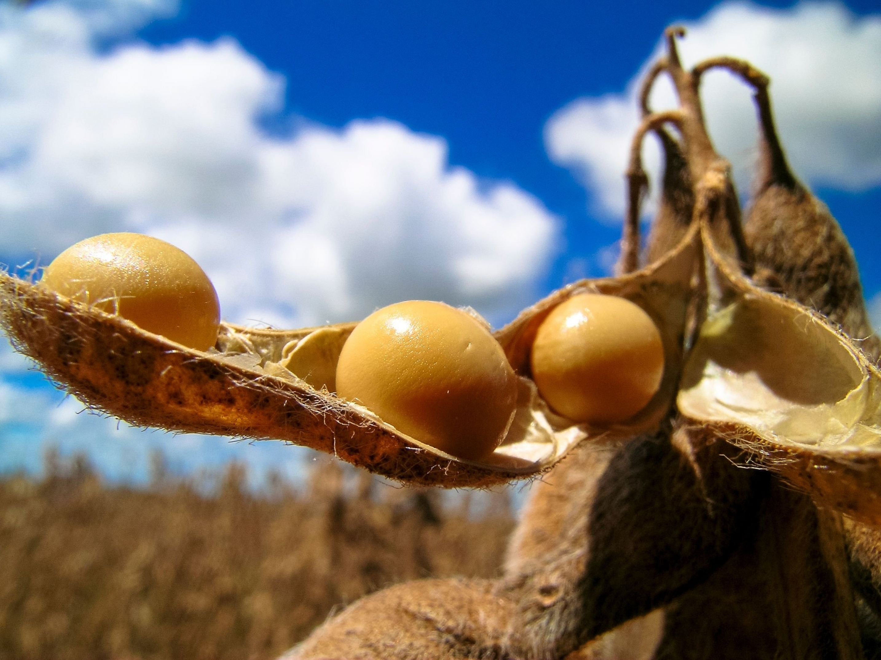 Montando o seu custeio agrícola com o Módulo Agrícola